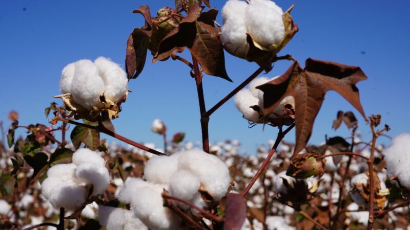 El Niño aumenta cautela de produtores de algodão para safra 2025/26