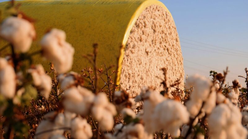 Dia do Algodão expõe avanço de Mato Grosso na produção e na cadeia da fibra