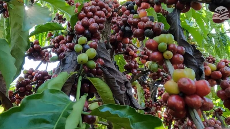 Concurso de café reúne produtores de 16 municípios em Juína