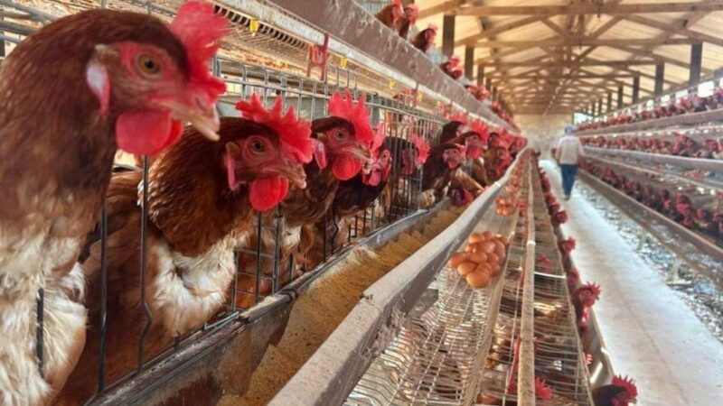 Newcastle: MT não consegue suprir toda a demanda externa de frango de SC, avalia Imea