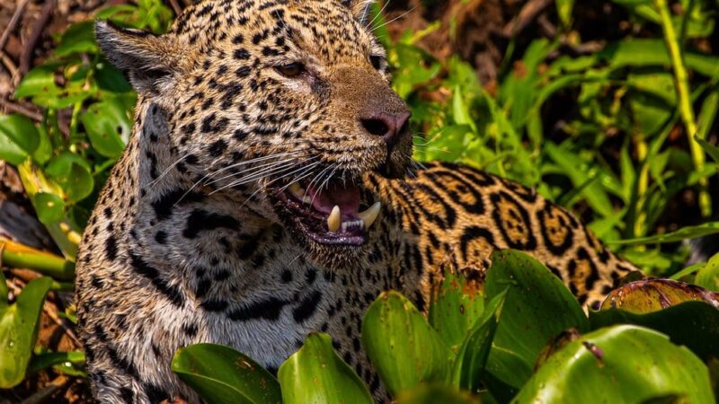Com voz de Fernanda Torres, filme sobre onças do Pantanal de MT estreia em SP e disputa o “Oscar da natureza”