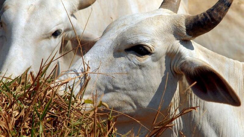 Carne brasileira vai pagar tarifa de 67% para entrar na China