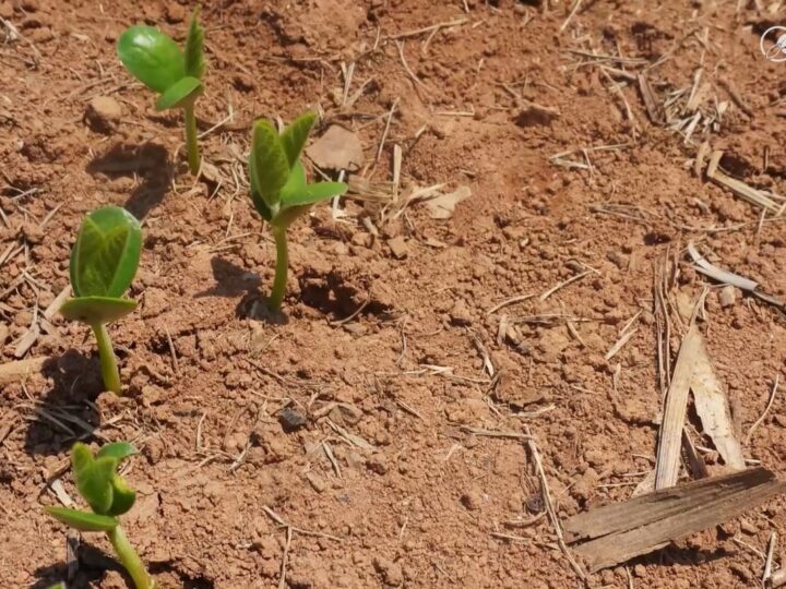 Diante maior cautela em “semear no pó”, Mato Grosso registra atraso no plantio da soja