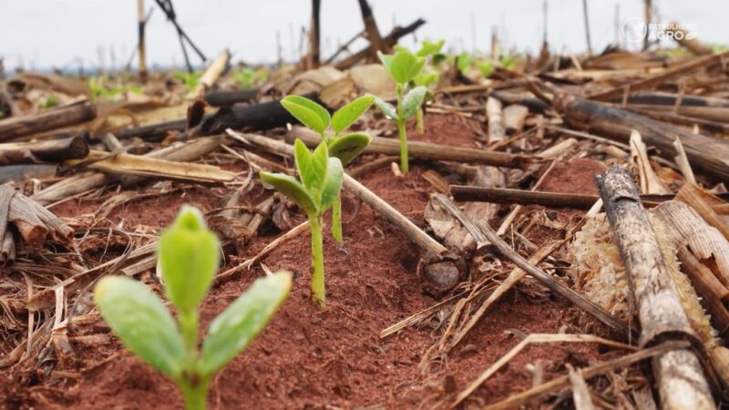 Plantio da soja chega a 33,28% em MT e vendas antecipadas avançam