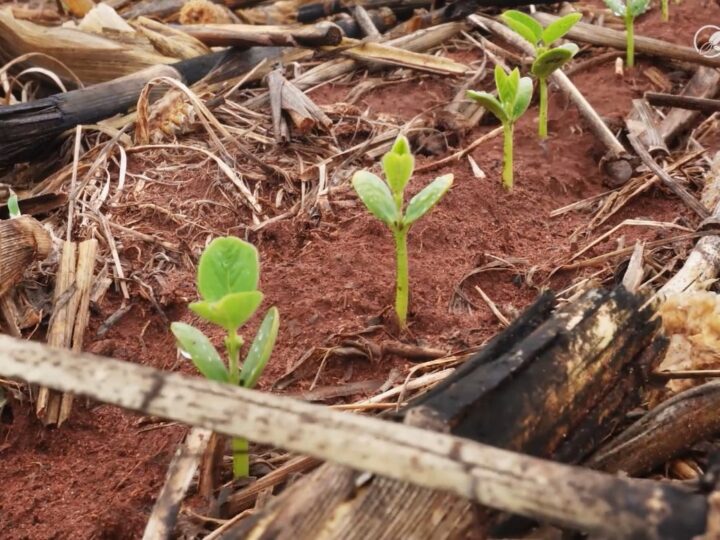 “Pior que negociar com agiota”: juros pressionam produtores de Mato Grosso
