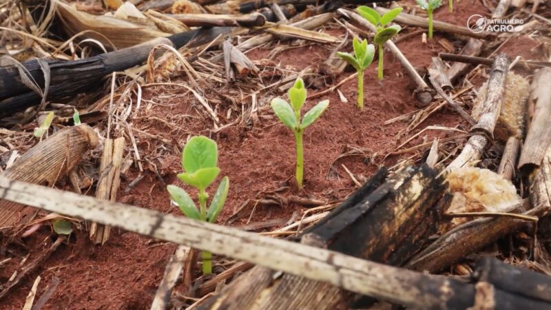 Crédito restrito e dívidas pressionam produtores e revendas de insumos em Mato Grosso